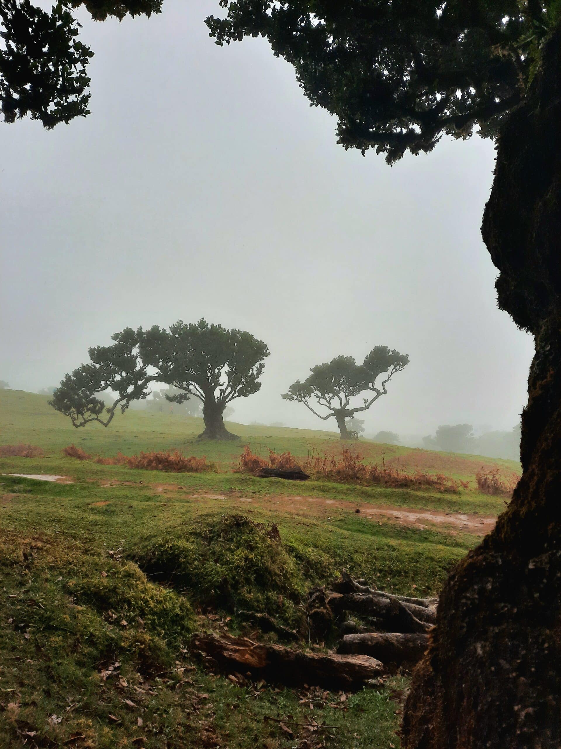 Nebel im Fanal Forest