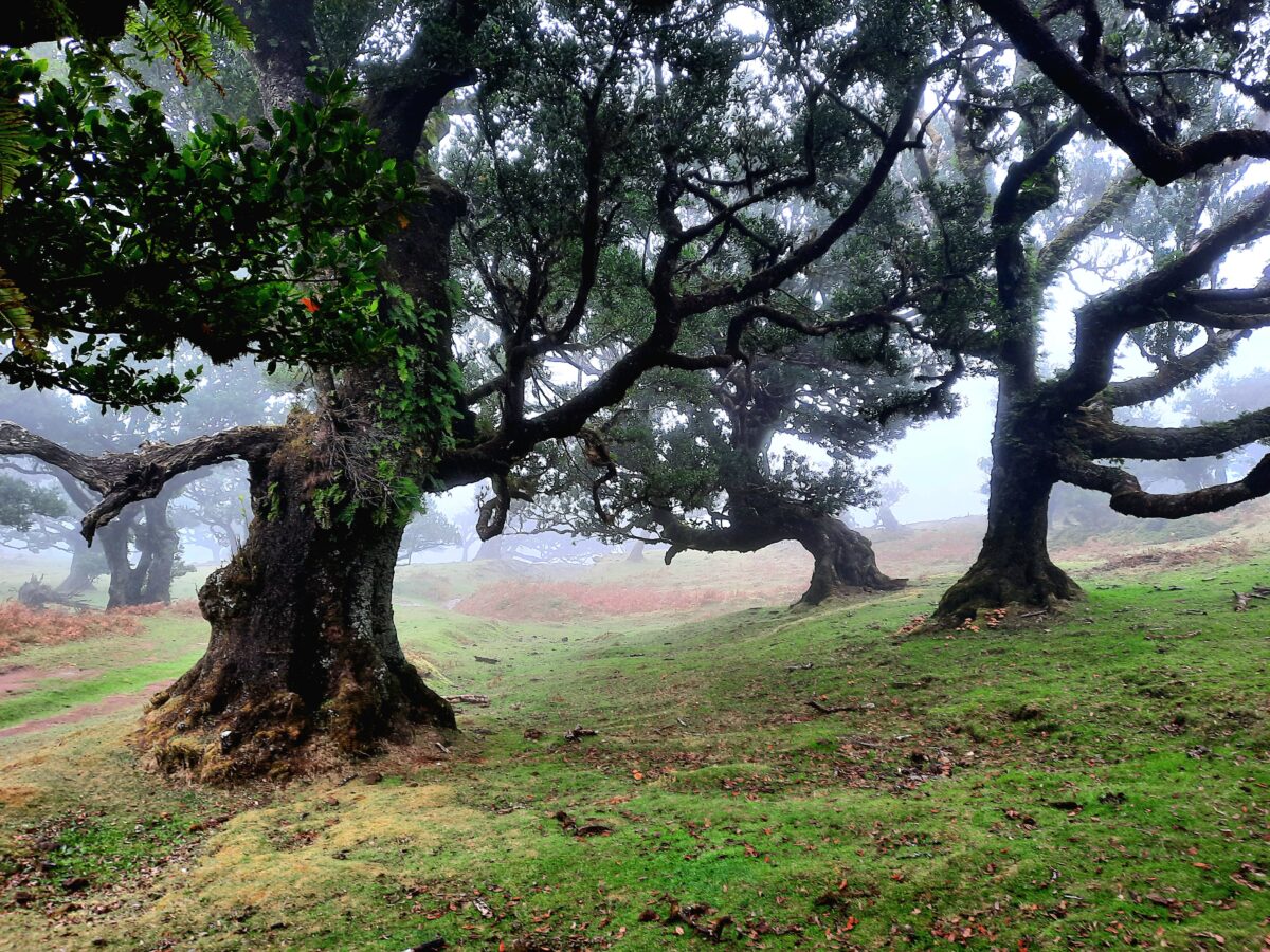 Fanal Forest bei Nebel - Madeira
