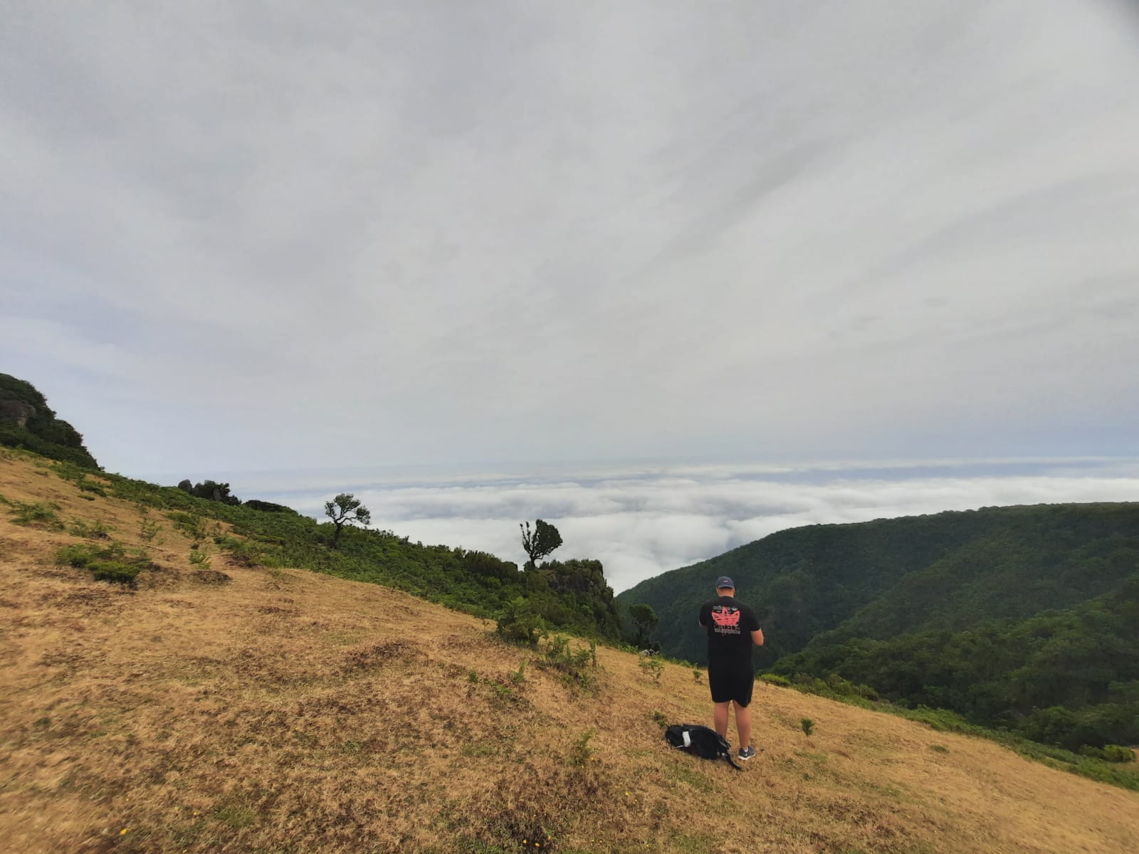 Fanal Forest Ausblick - Madeira