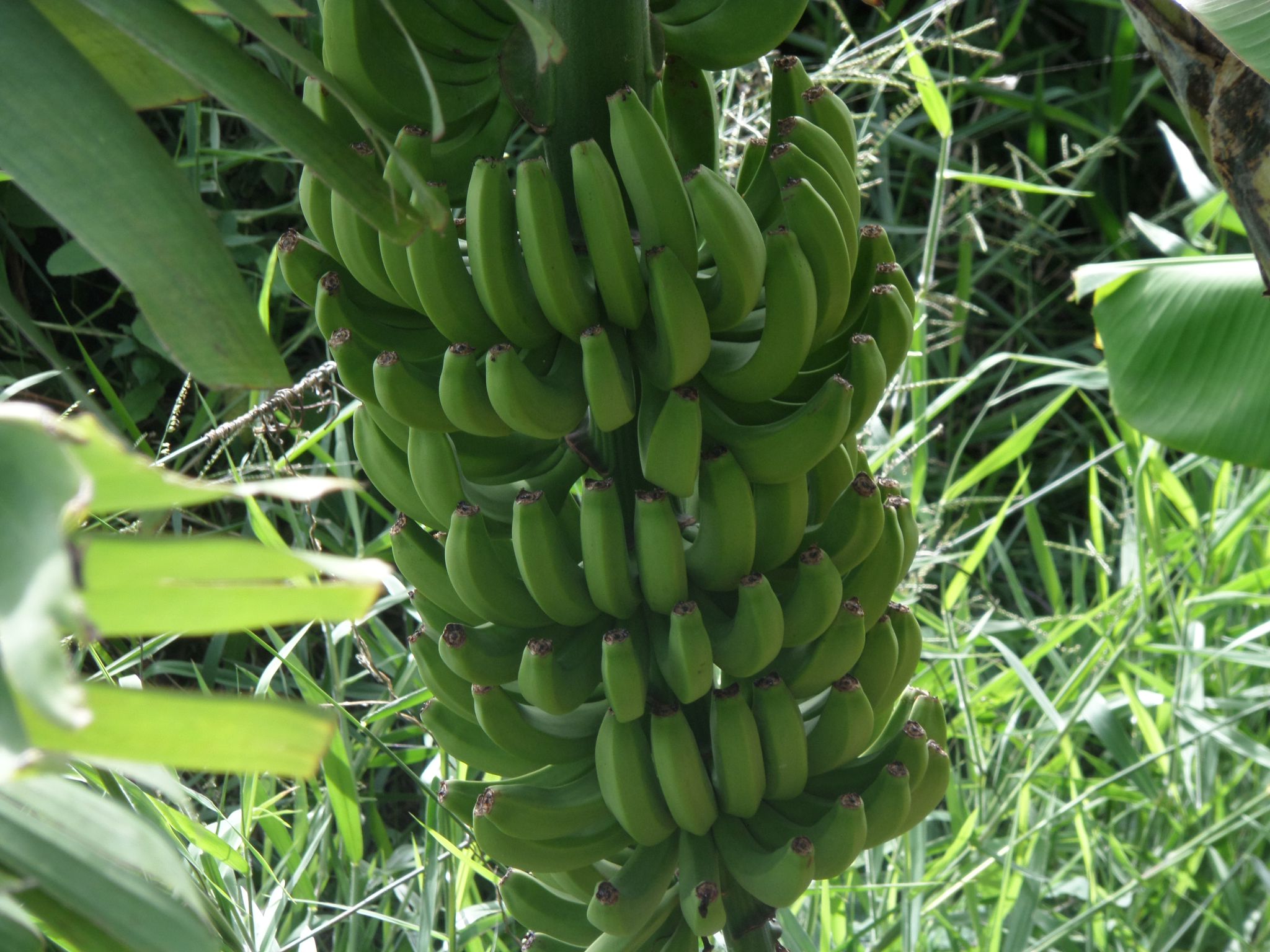 Bananstaude auf Madeira