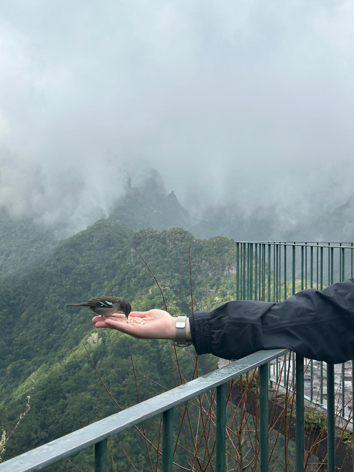 Vögel bei Levada dos Balcões - Madeira